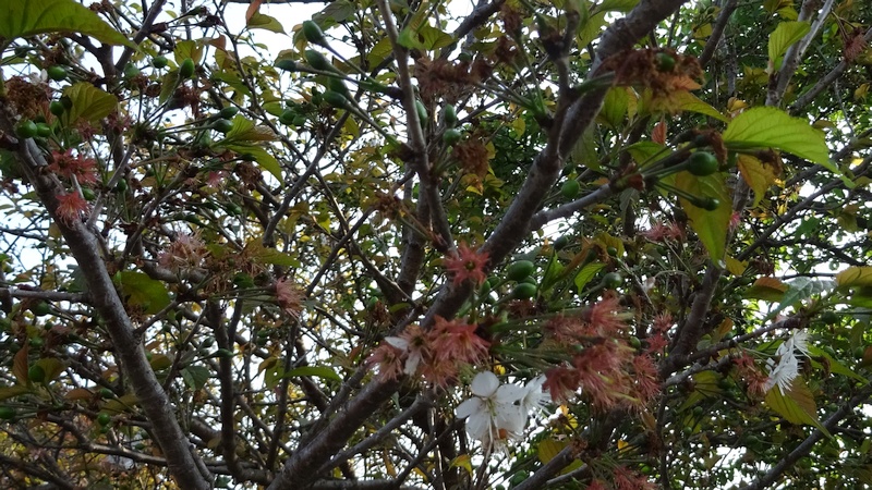 カラミザクラの若い果実 横浜市旭区下川井町