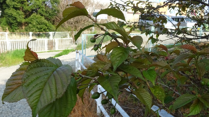 カラミザクラの若い果実 横浜市旭区下川井町