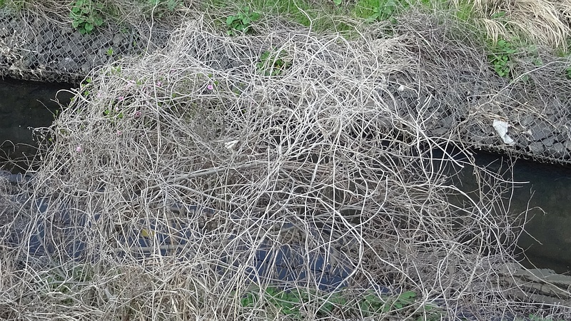 クズの蔓に覆われたハナモモ 横浜市旭区下川井町