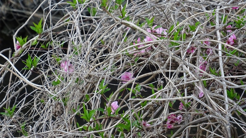 クズの蔓に覆われたハナモモ 横浜市旭区下川井町