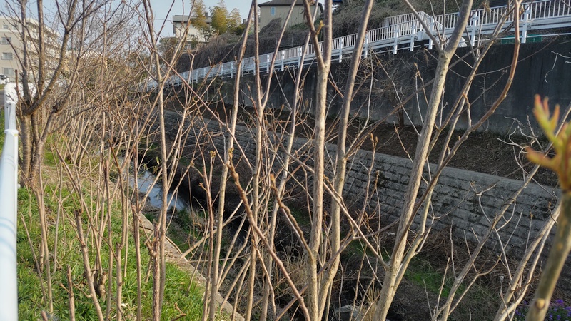 ニワトコ 横浜市旭区下川井町