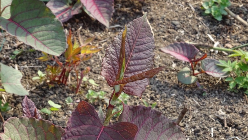 イタドリ 横浜市旭区下川井町