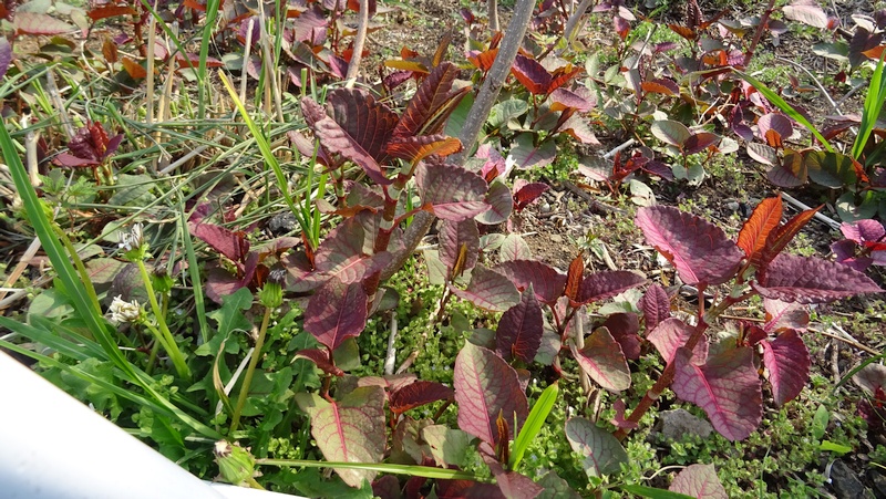 イタドリ 横浜市旭区下川井町