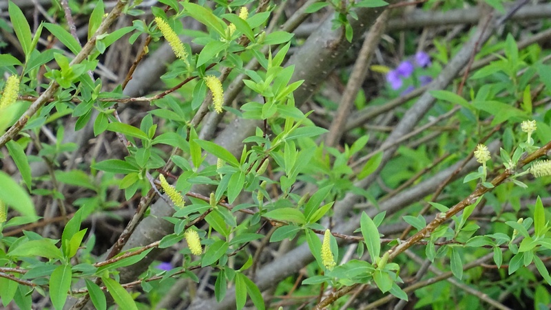 タチヤナギの花 横浜市旭区今宿南町