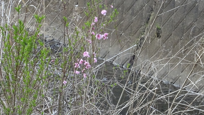 ハナモモの花 横浜市旭区今宿南町