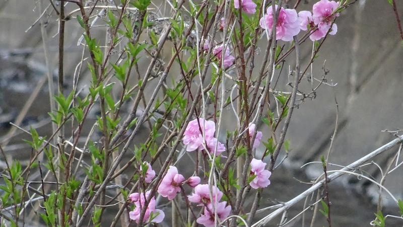 ハナモモの花 横浜市旭区今宿南町