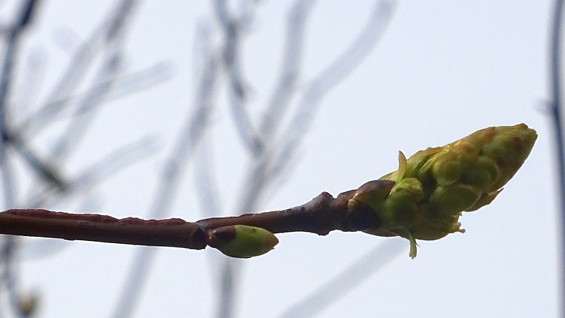 モミジバフウの芽吹き 川崎市幸区創造のもり