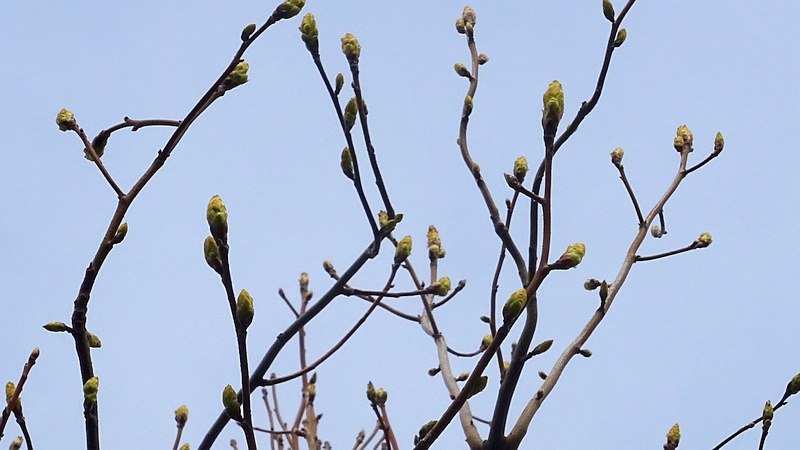 モミジバフウの芽吹き 川崎市幸区創造のもり