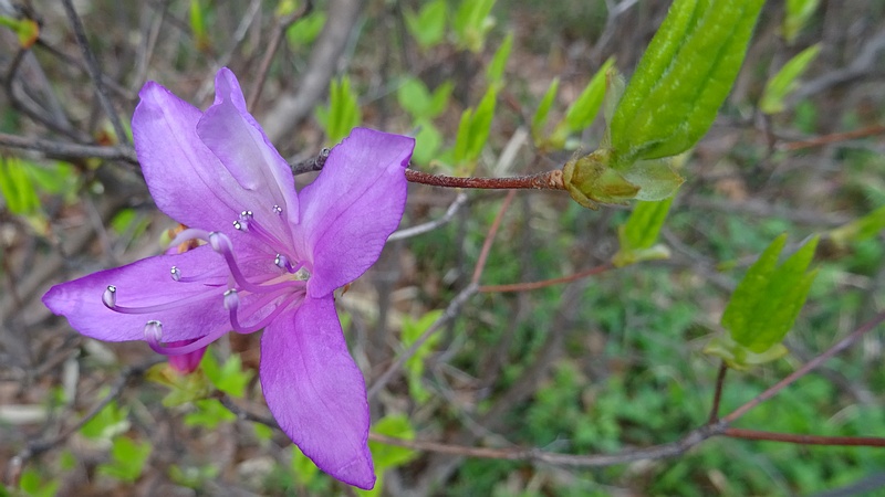 ミツバツツジの花 川崎市幸区さいわいふるさと公園