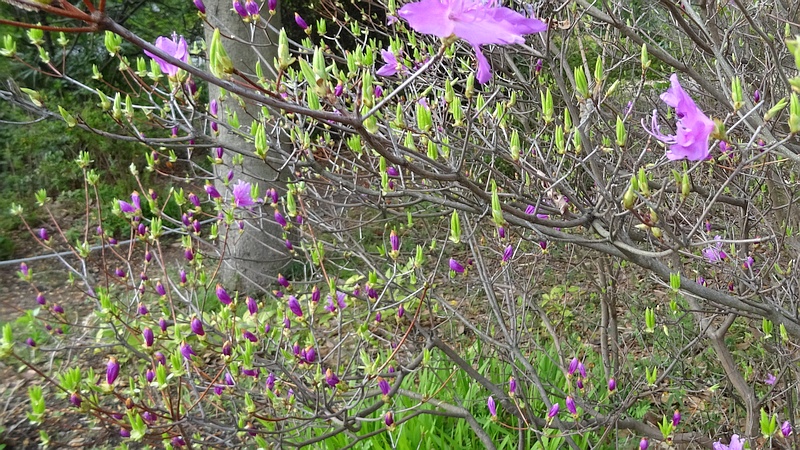 ミツバツツジの花 川崎市幸区さいわいふるさと公園
