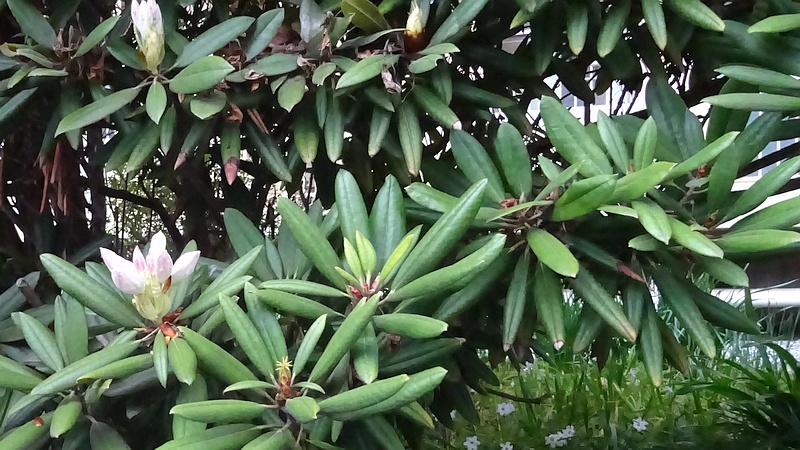 シャクナゲの蕾 横浜市旭区今宿南町