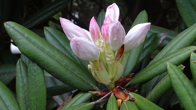 シャクナゲの蕾 横浜市旭区今宿南町