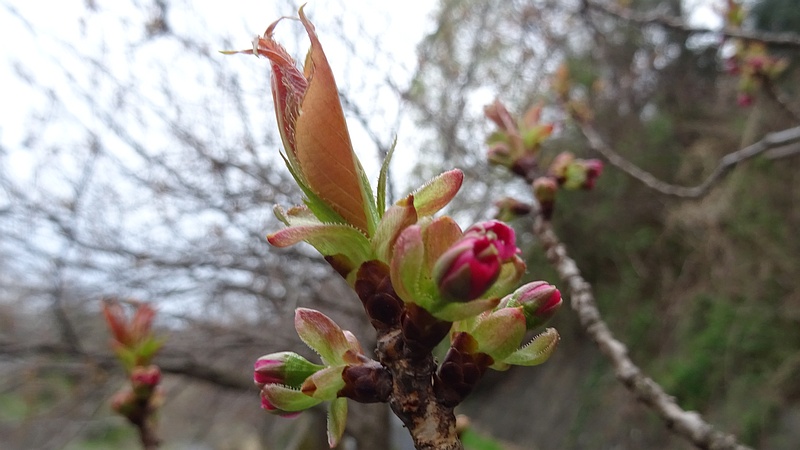 カンザンの蕾 横浜市旭区今宿南町