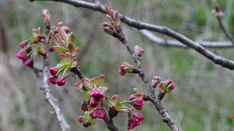 カンザンの蕾 横浜市旭区今宿南町
