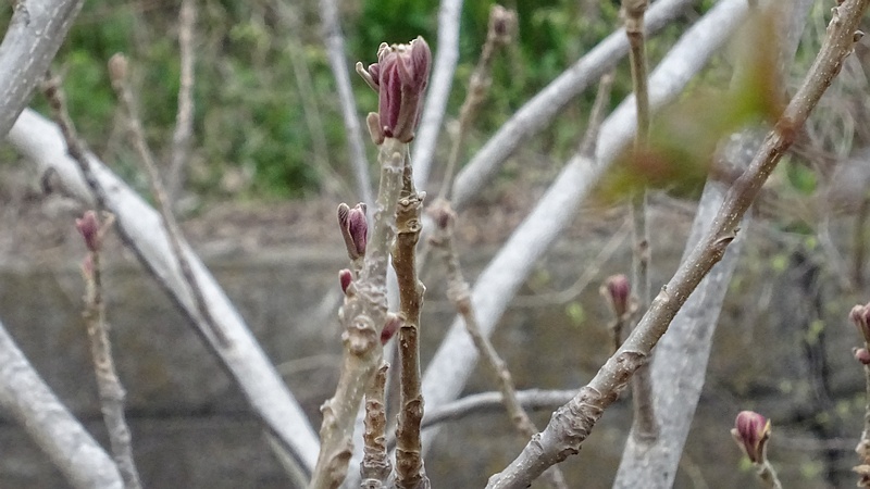 オニグルミの芽吹き 横浜市旭区今宿南町
