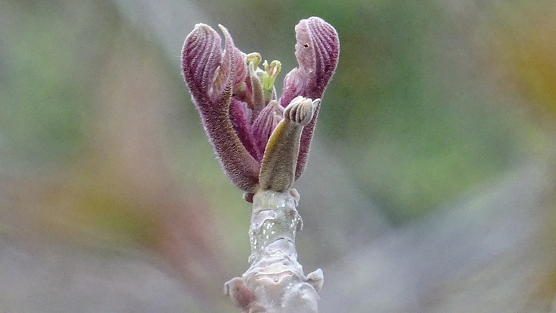 オニグルミの芽吹き 横浜市旭区今宿南町