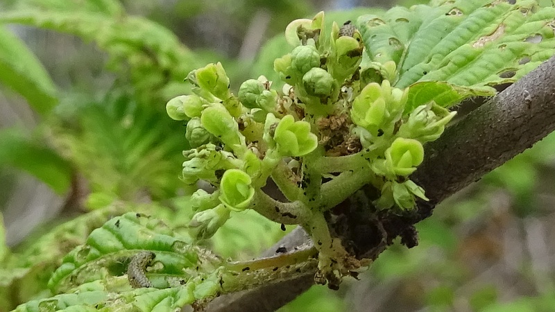 オオデマリの蕾とサンゴジュハムシの幼虫 横浜市旭区今宿南町