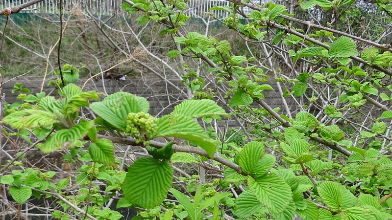 オオデマリの蕾 横浜市旭区今宿南町
