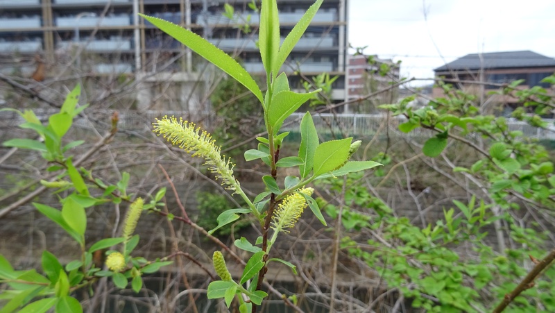 タチヤナギの雄花 横浜市旭区今宿南町
