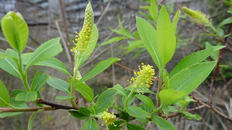 タチヤナギの雄花 横浜市旭区今宿南町