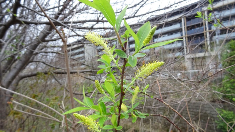 タチヤナギの雄花 横浜市旭区今宿南町