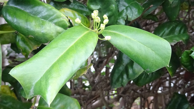 ヤバネヒイラギモチの雌花 横浜市旭区鶴ヶ峰本町