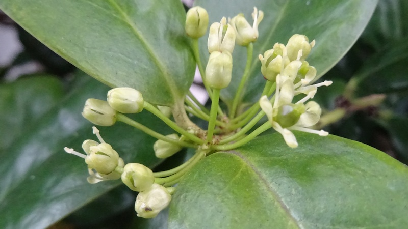 ヤバネヒイラギモチの雌花 横浜市旭区鶴ヶ峰本町