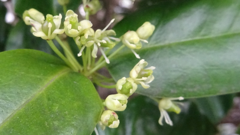 ヤバネヒイラギモチの花 横浜市旭区鶴ヶ峰本町
