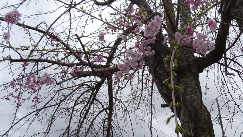 ヤエベニシダレの花 横浜市旭区今川町