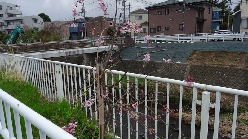 ベニシダレの花 横浜市旭区今川町