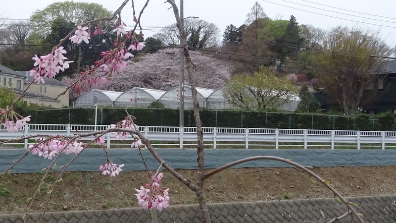 ベニシダレの花 横浜市旭区今川町
