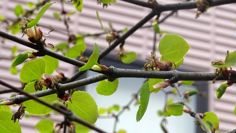 カツラの雄花 川崎市幸区創造のもり