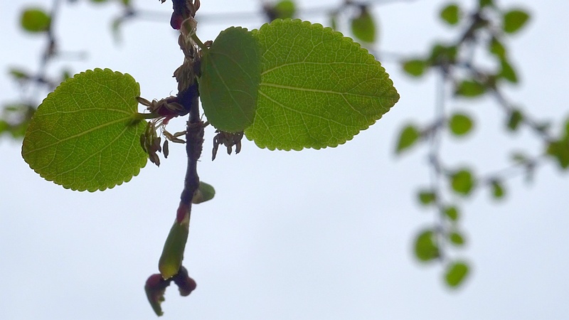 カツラの雄花 川崎市幸区創造のもり