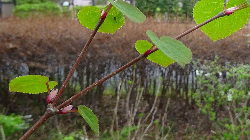 カツラの雌花 川崎市幸区さいわいふるさと公園
