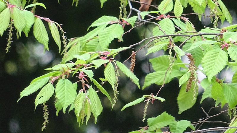 アカシデの雌花と雄花 川崎市幸区さいわいふるさと公園