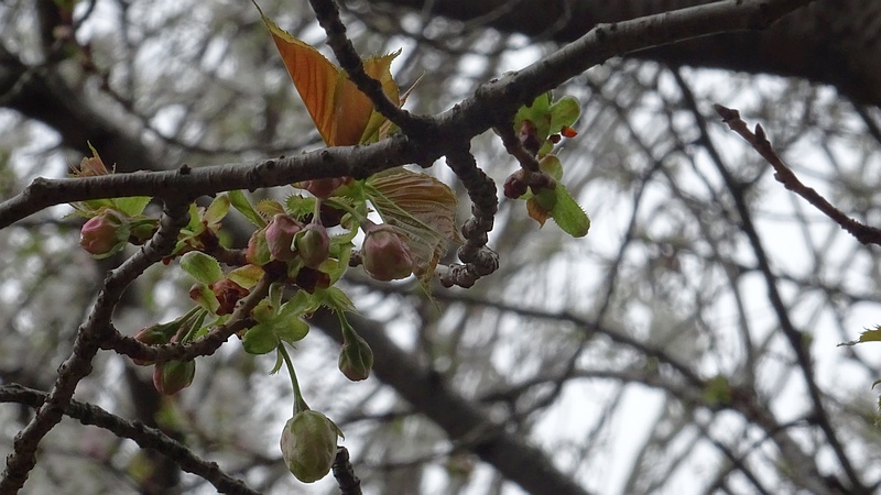 ウコンザクラの蕾 川崎市幸区さいわいふるさと公園