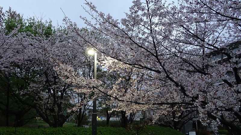 ソメイヨシノの花 川崎市幸区さいわいふるさと公園