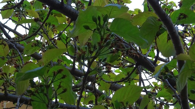 カラミザクラの若い果実 横浜市旭区今宿南町