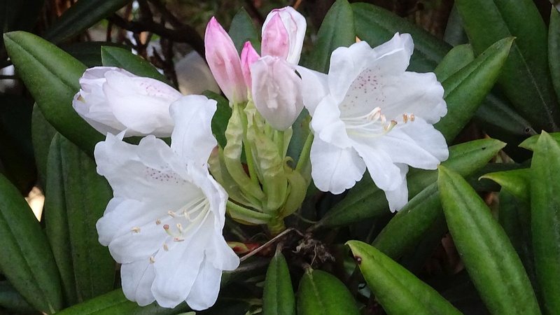 シャクナゲの花 横浜市旭区今宿南町