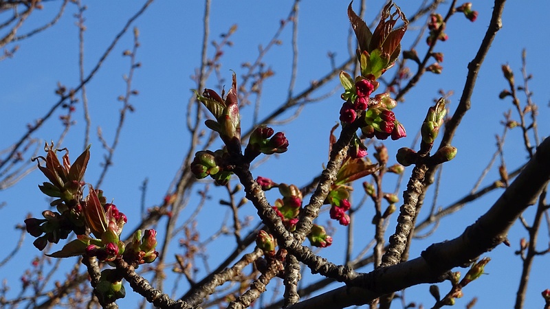 カンザンの蕾 横浜市旭区今宿南町
