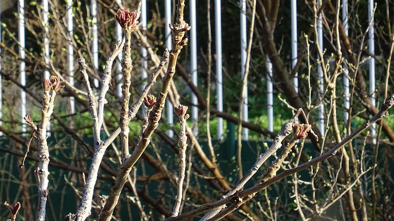 オニグルミの芽吹き 横浜市旭区今宿南町