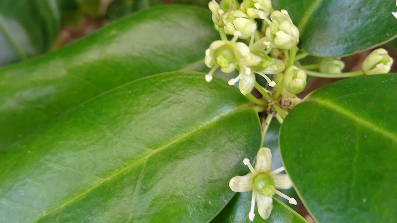 ヤバネヒイラギモチの雌花 横浜市旭区鶴ヶ峰本町