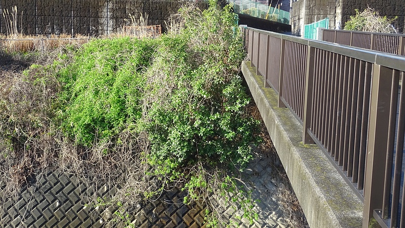 橋の下のハナモモ 横浜市旭区今宿東町