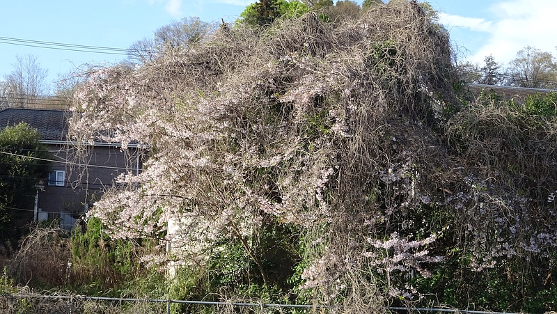 クズの蔓に覆われたオオシマザクラ 横浜市旭区今川町
