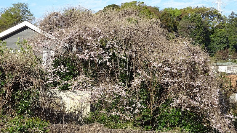 クズの蔓に覆われたオオシマザクラ 横浜市旭区今川町