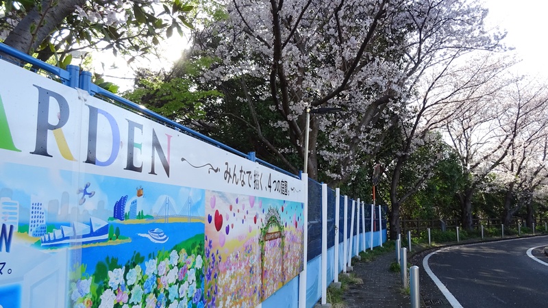 ソメイヨシノの花 横浜市旭区今川町