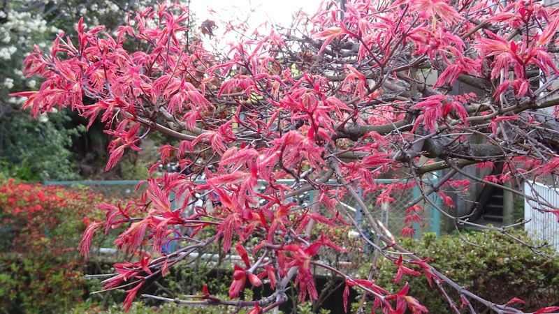 ノムラモミジの蕾 横浜市旭区鶴ヶ峰鎧の渡し緑道