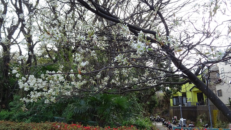 アメリカザイフリボクの花 横浜市旭区鶴ヶ峰鎧の渡し緑道
