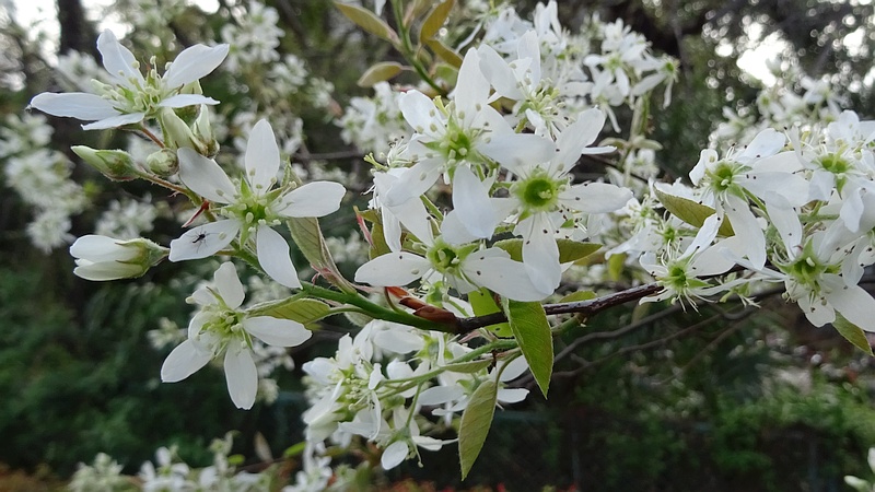 アメリカザイフリボクの花 横浜市旭区鶴ヶ峰鎧の渡し緑道