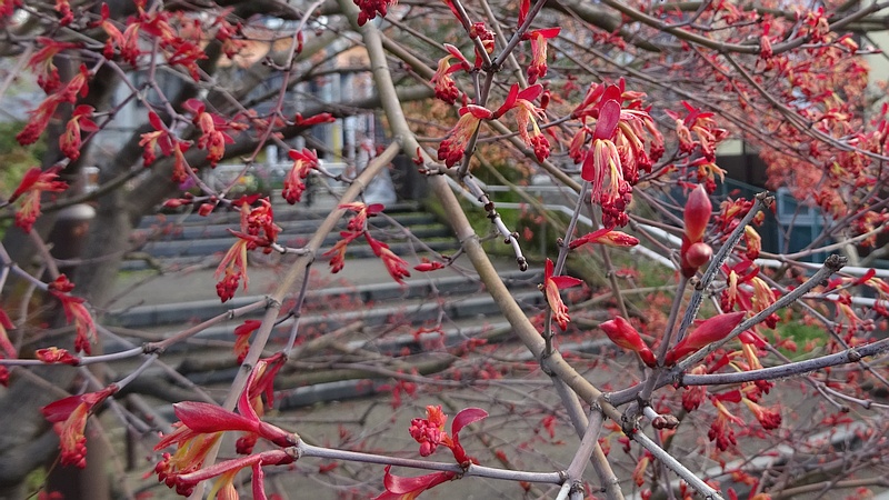 ノムラモミジの蕾 横浜市旭区鶴ヶ峰鎧の渡し緑道